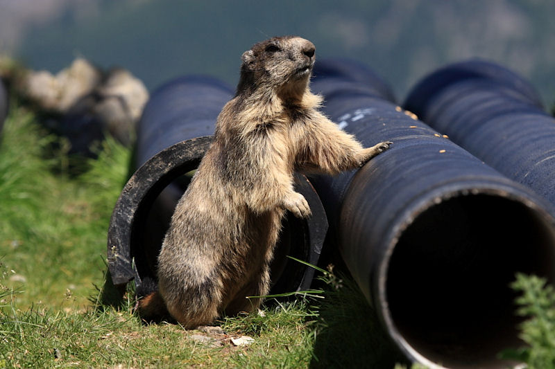 Marmotte svizzere - Spielboden